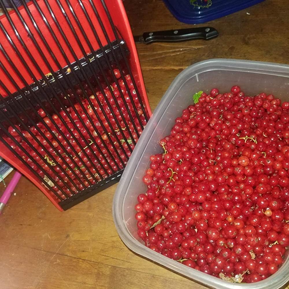 🫐 BerrySweep Quick Harvest Picker – Collect Berries Faster